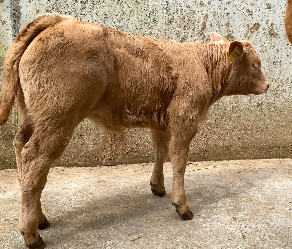 COW FULL OF MILK - Image 4