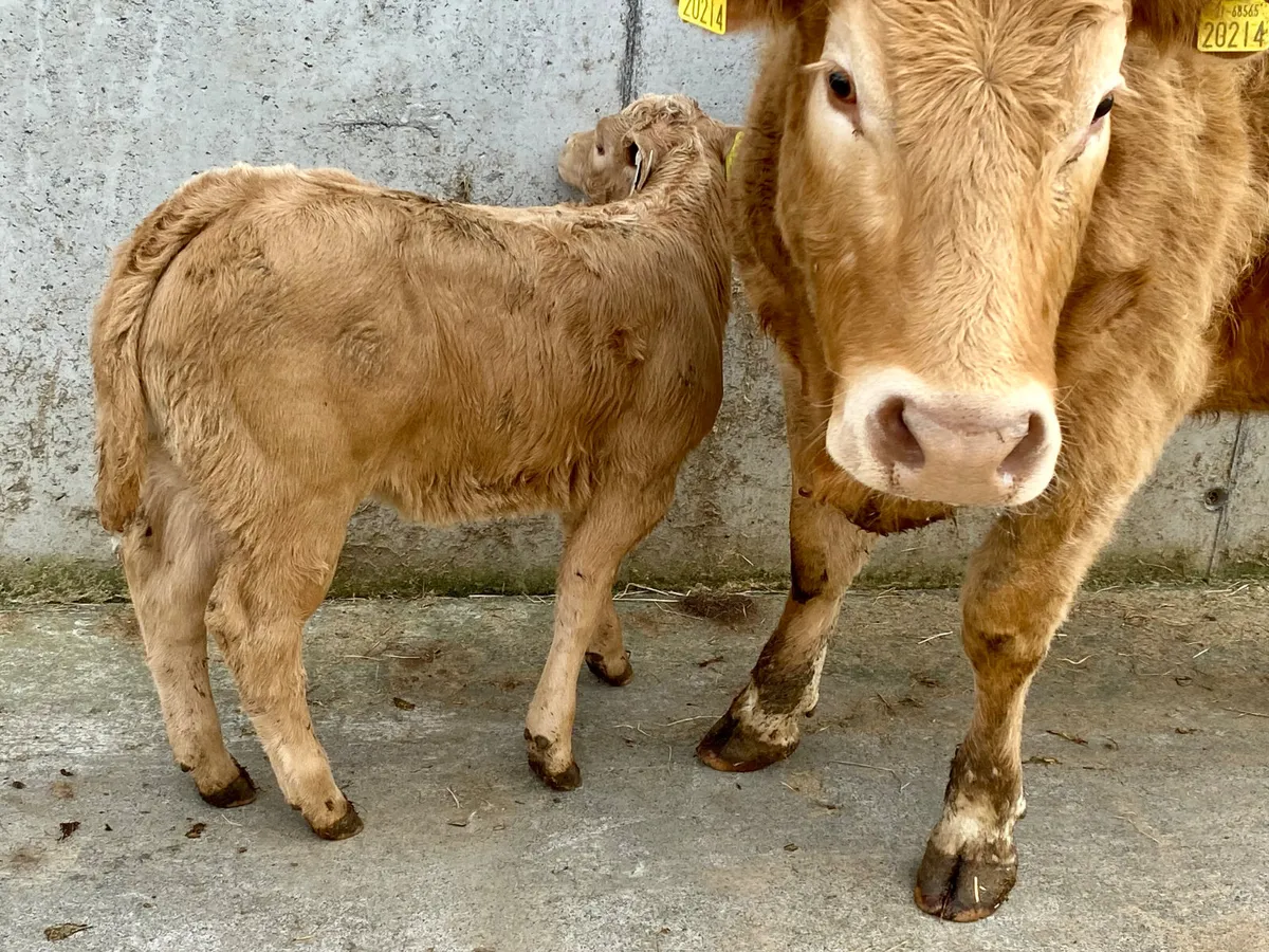 COW FULL OF MILK - Image 3