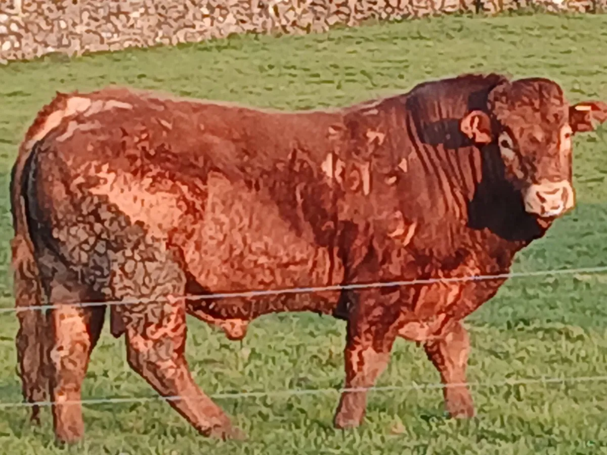 Pedigree Limousin Bull - Image 2