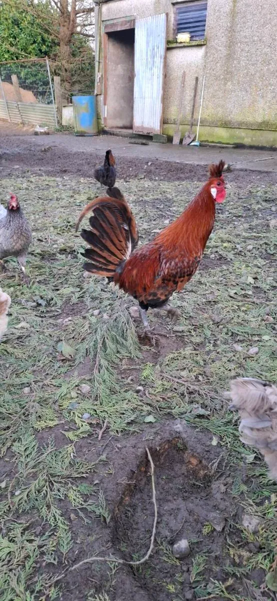 Rooster - Image 2