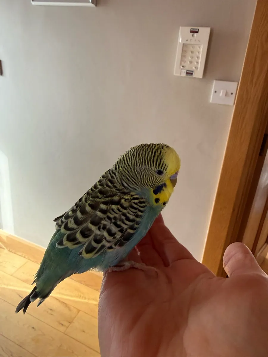 2 Budgies for Sale - 1 Hand Reared + Cage & Accs - Image 1