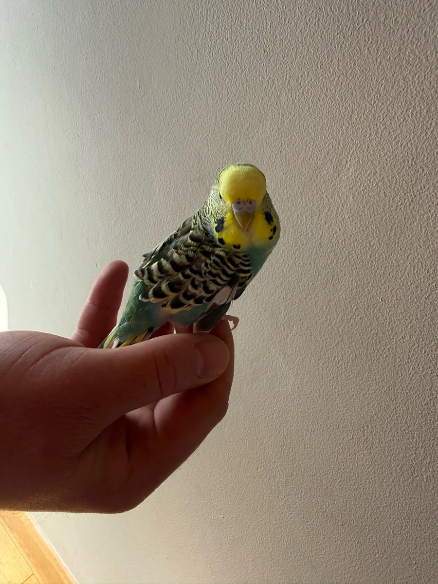 2 Budgies for Sale - 1 Hand Reared + Cage & Accs - Image 2