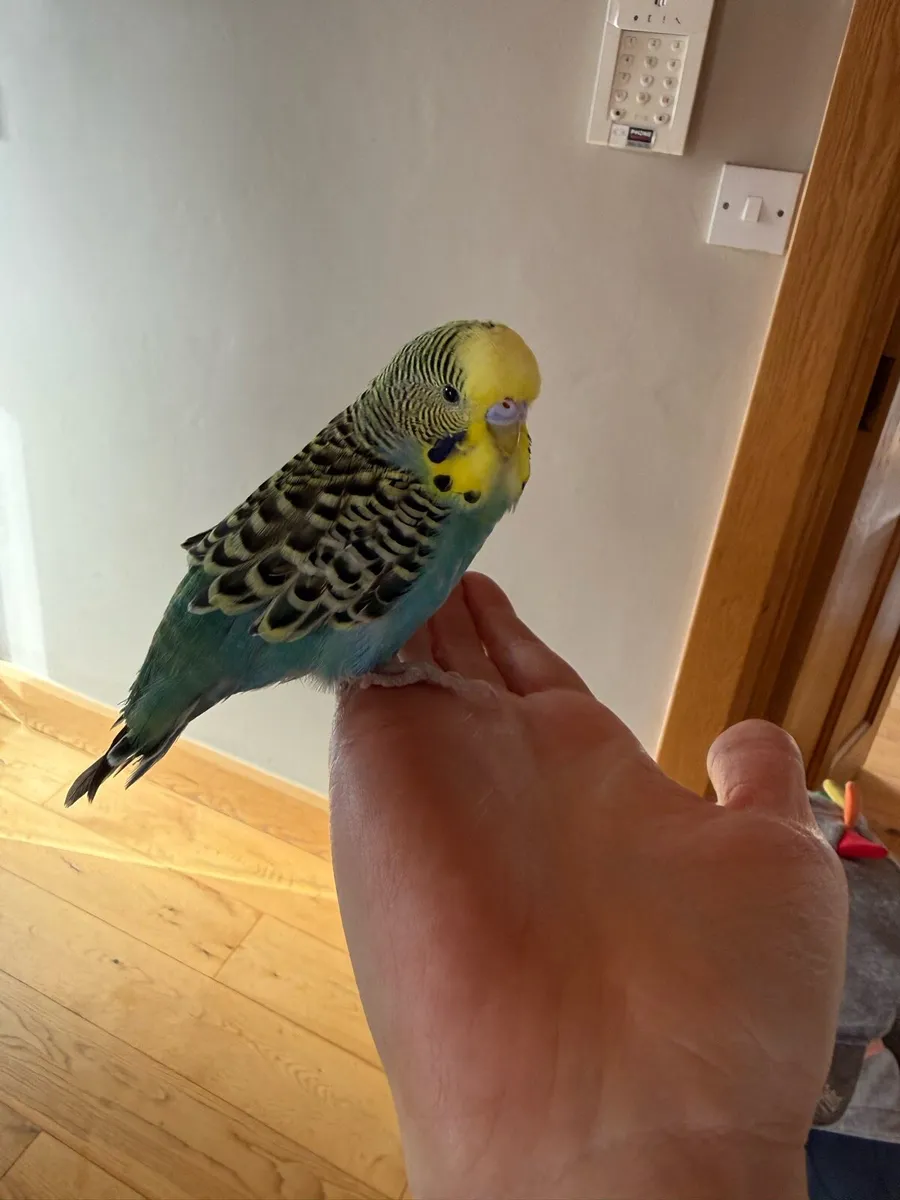 2 Budgies for Sale - 1 Hand Reared + Cage & Accs - Image 3