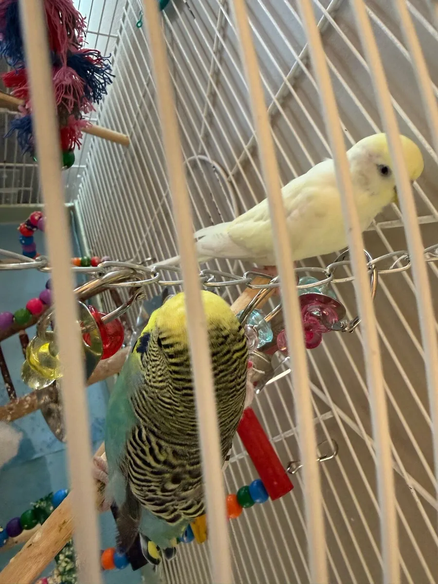 2 Budgies for Sale - 1 Hand Reared + Cage & Accs - Image 4