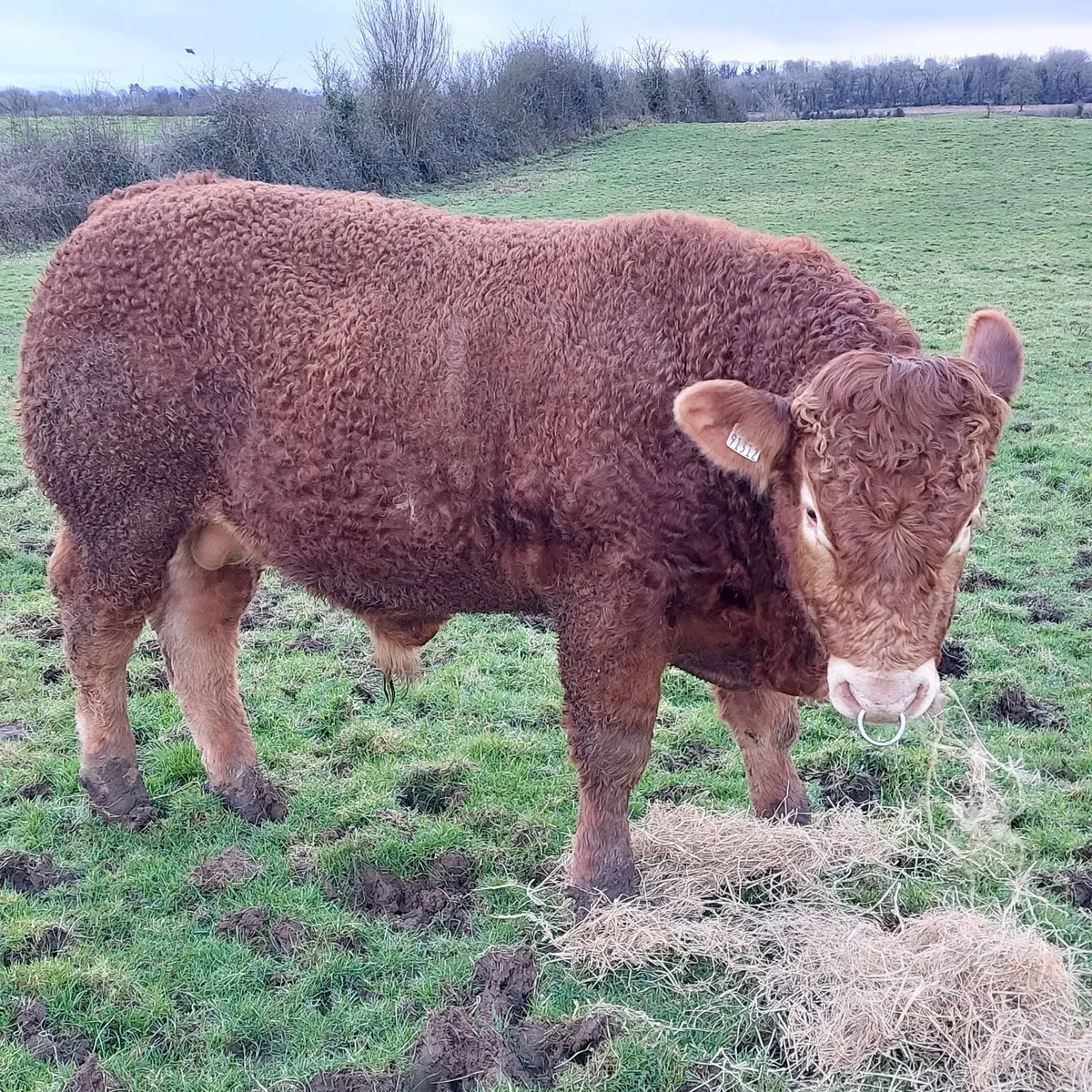 5 star pb lm Bulls - Image 2