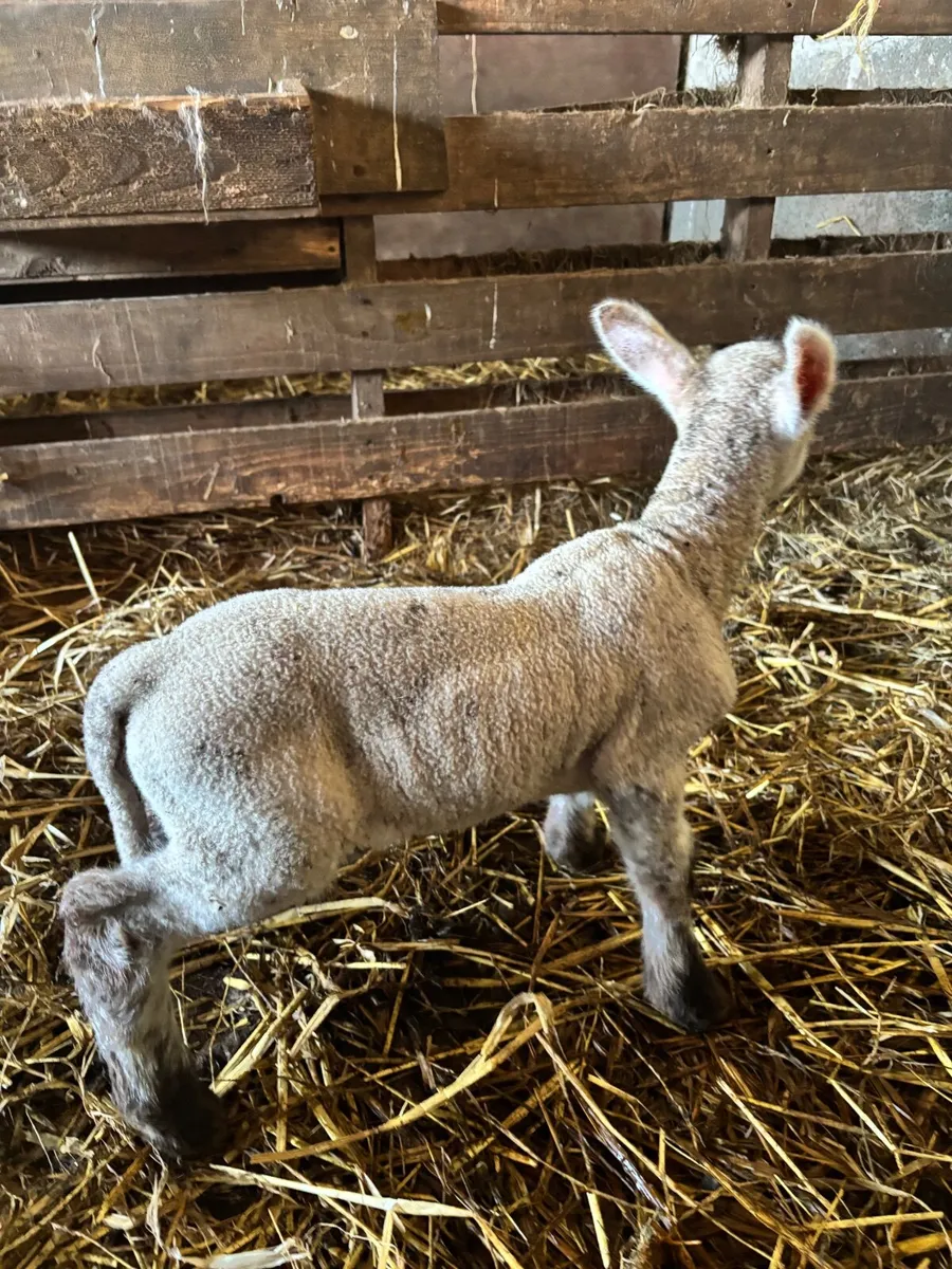 Foster lamb