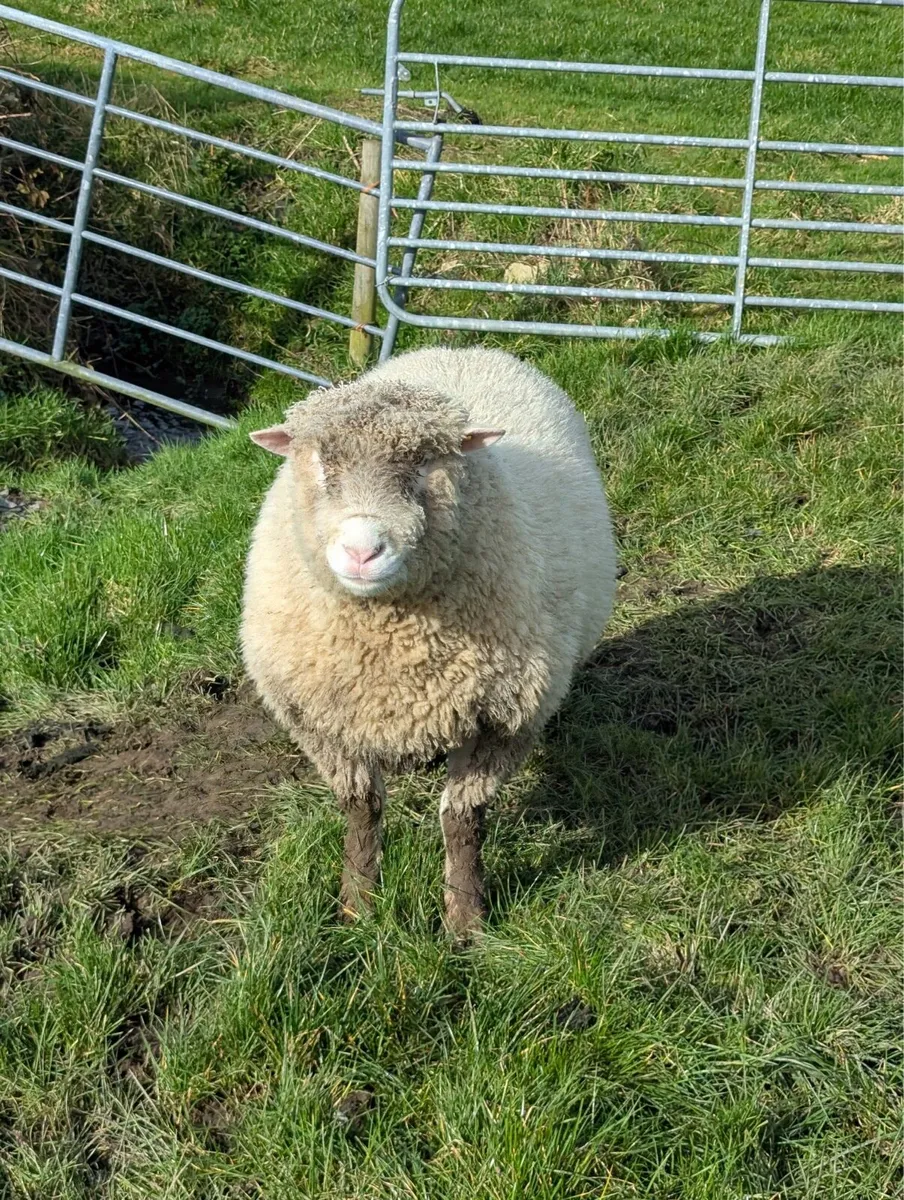 Pedigree Registered Dorset Ram - Image 1