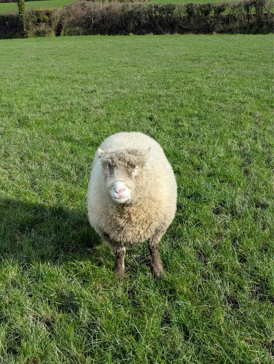Pedigree Registered Dorset Ram - Image 2