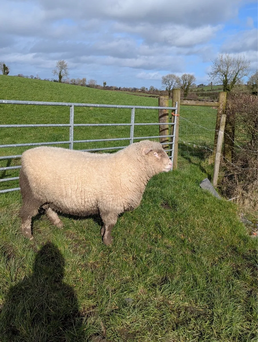Pedigree Registered Dorset Ram - Image 4