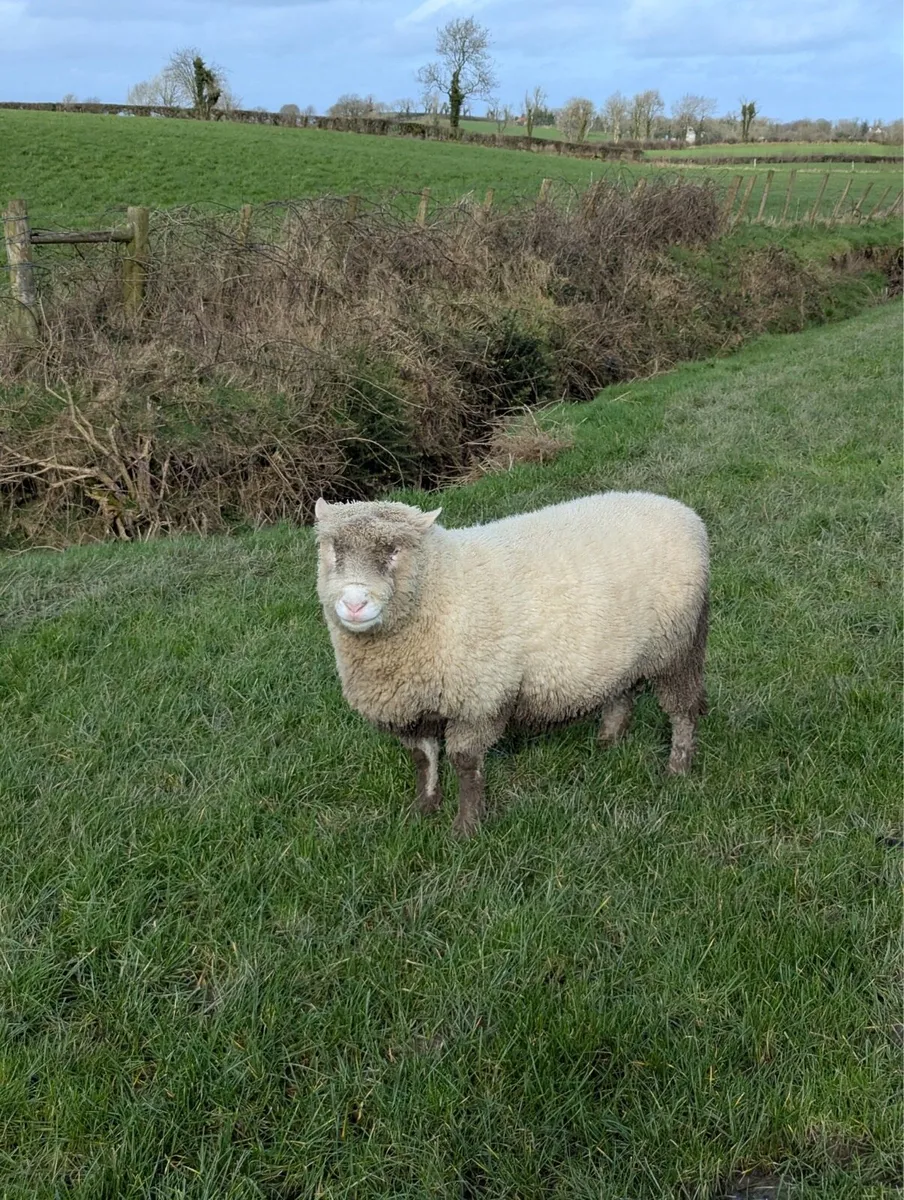 Pedigree Registered Dorset Ram - Image 3