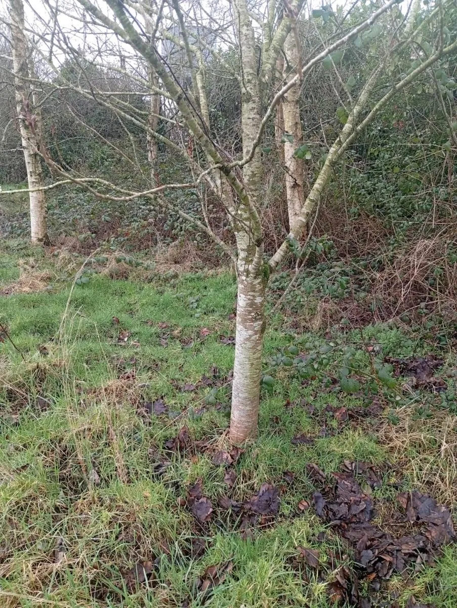 Mature trees - Image 2