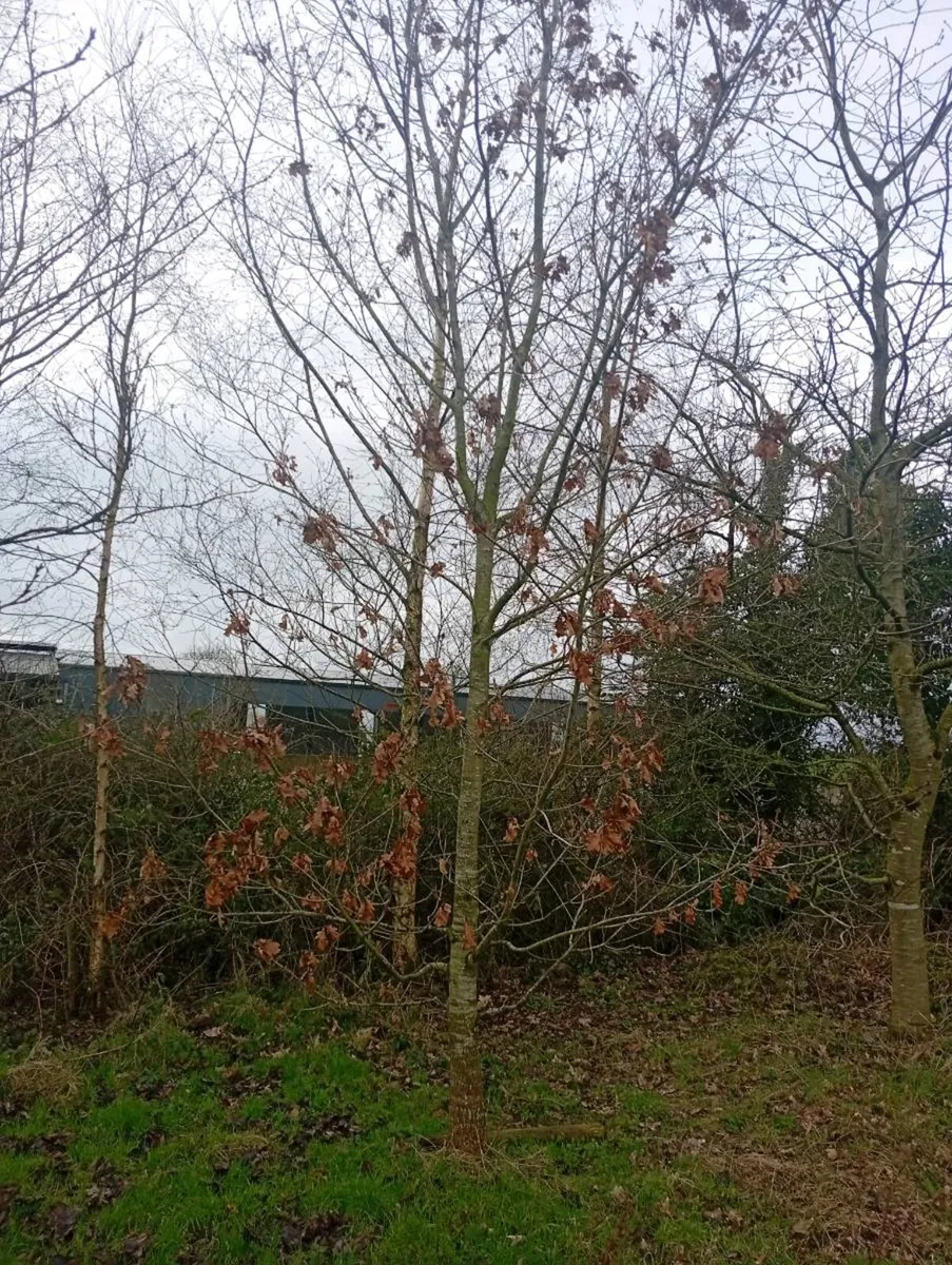 Mature trees - Image 3