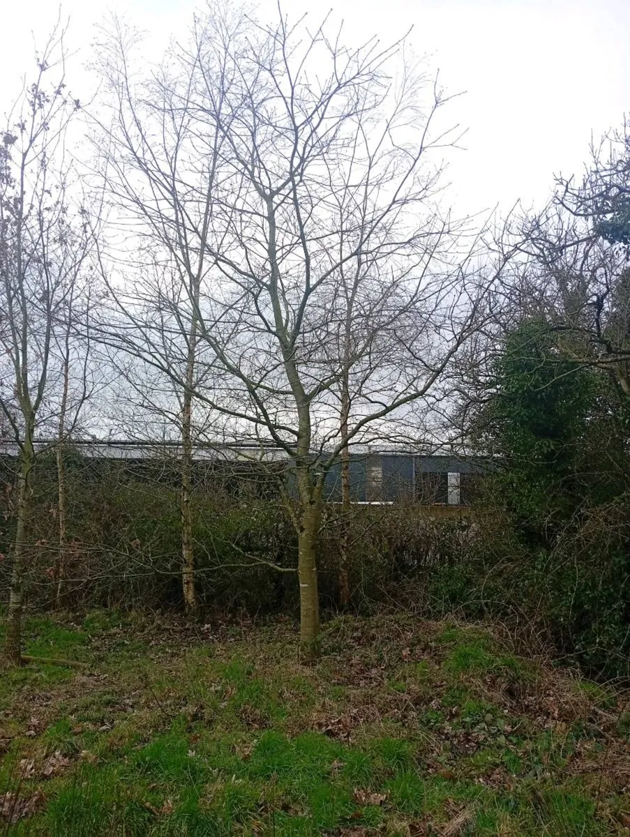 Mature trees - Image 4