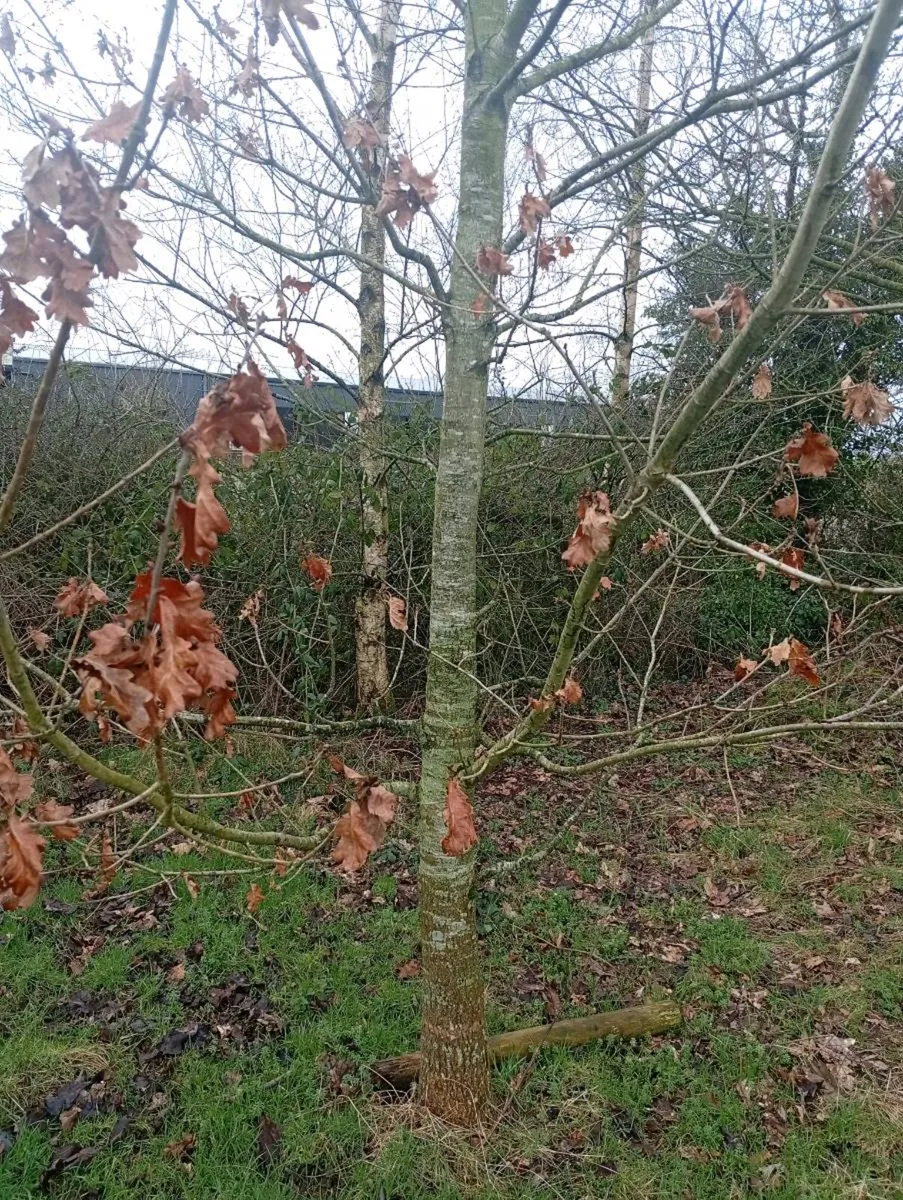 Mature trees - Image 1