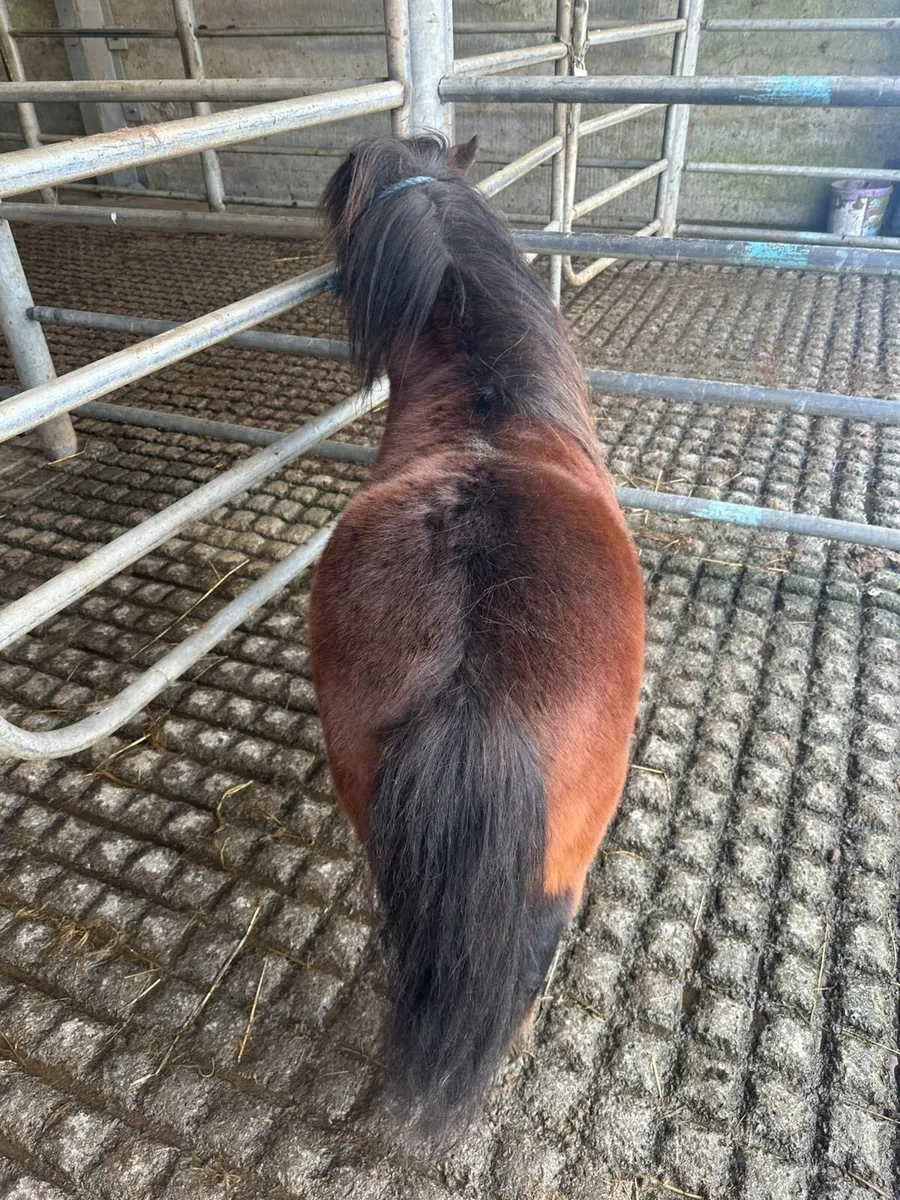 Mini stallion - Image 3