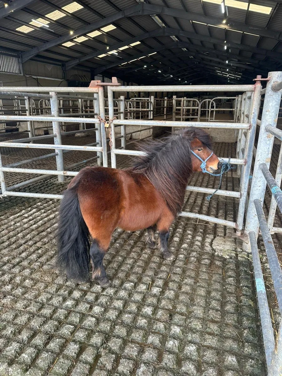 Mini stallion - Image 1