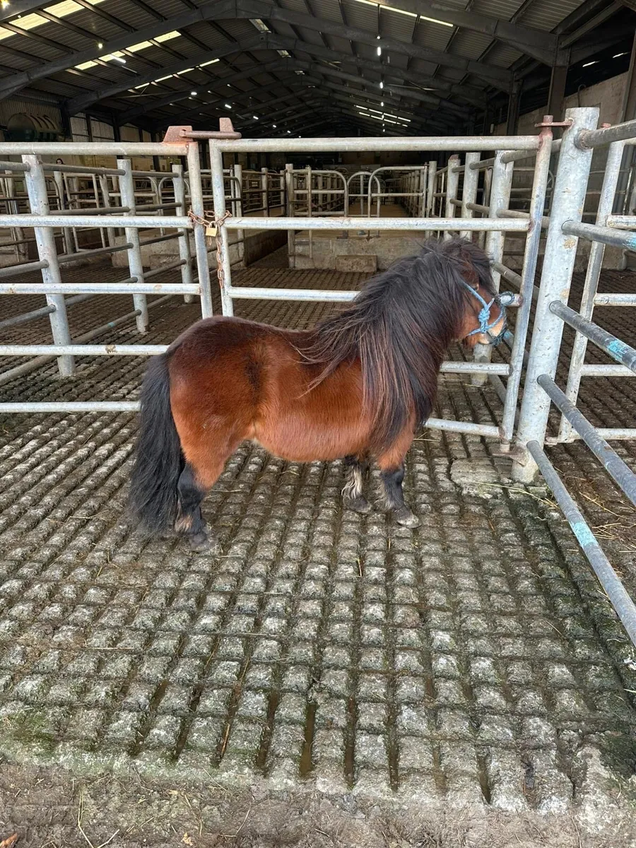 Mini stallion - Image 2