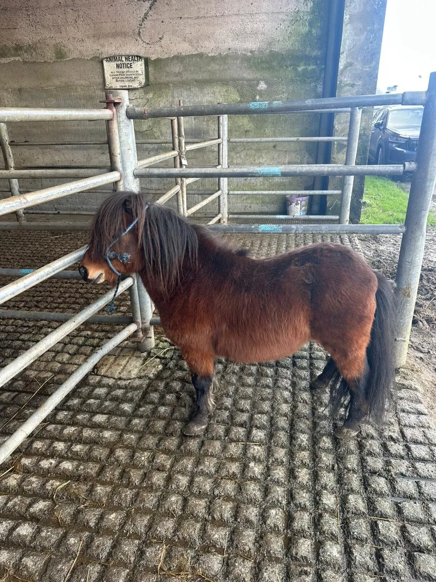 Mini stallion - Image 4