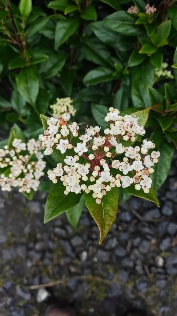 Cherry Laurel in 3 litre pot 3ft 5 euro - Image 3