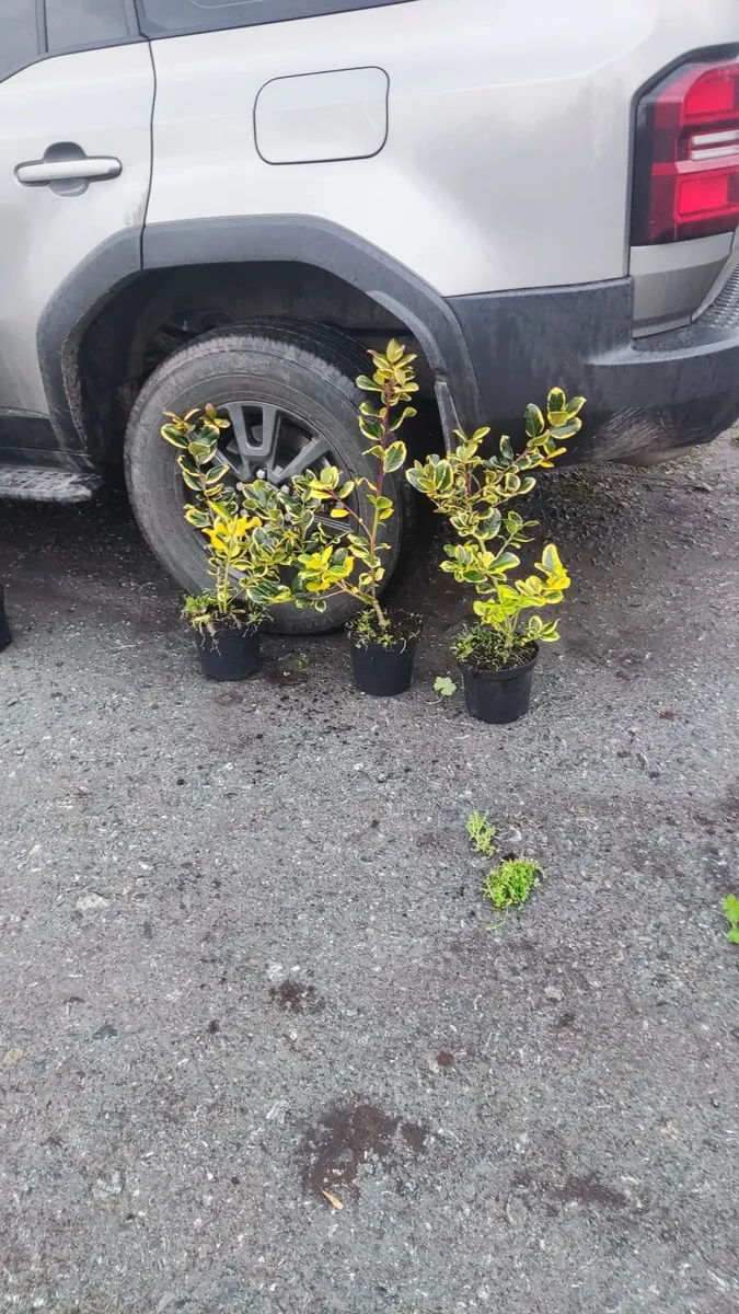 Cherry Laurel in 3 litre pot 3ft 5 euro - Image 4