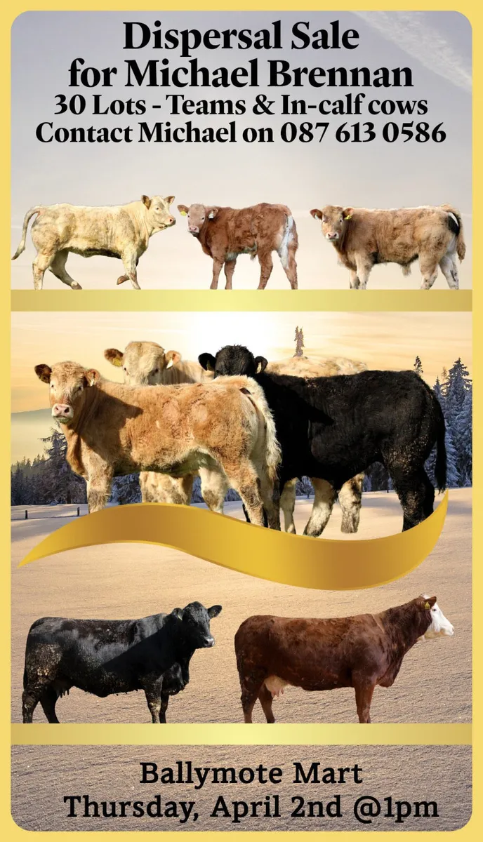 Dispersal Suckler sale - Image 1