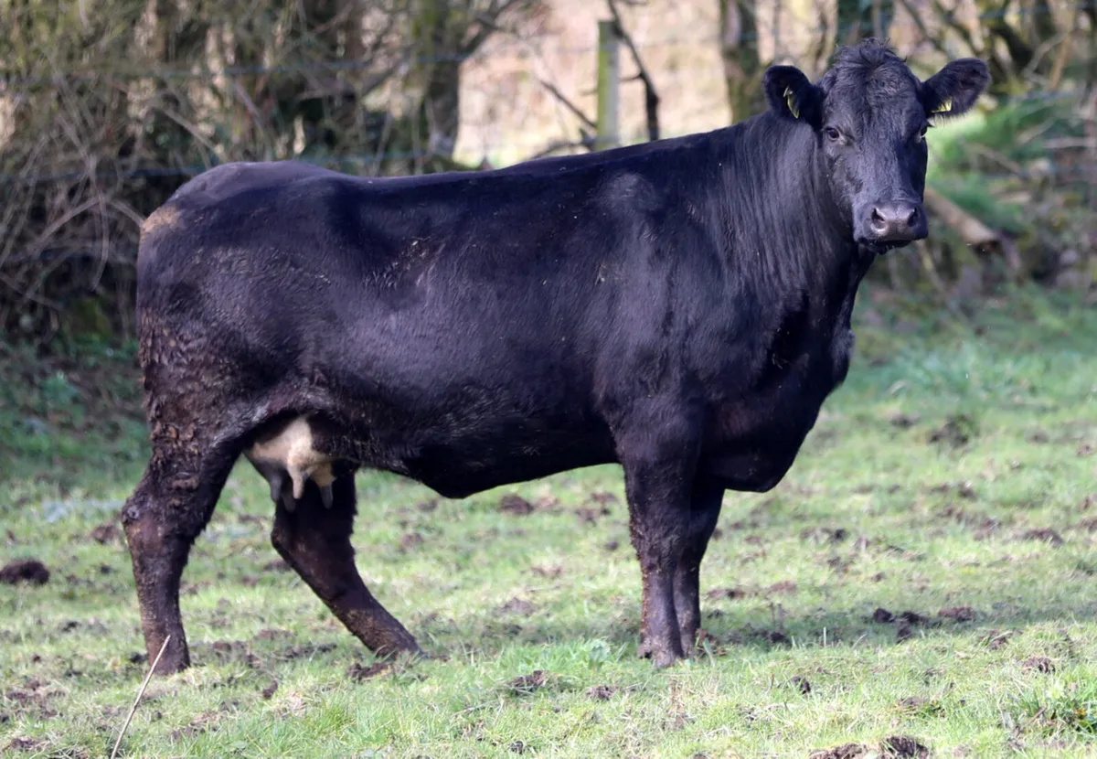 Dispersal Suckler sale - Image 2