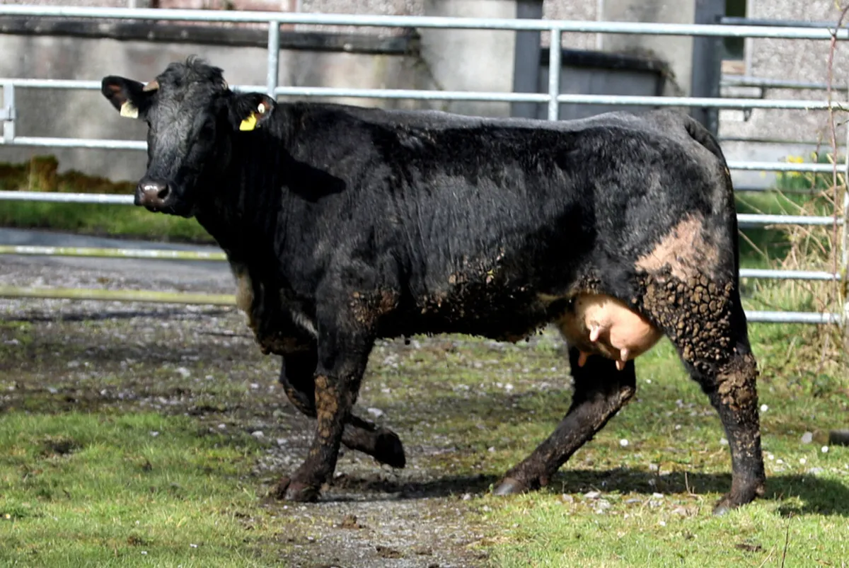 Dispersal Suckler sale - Image 4