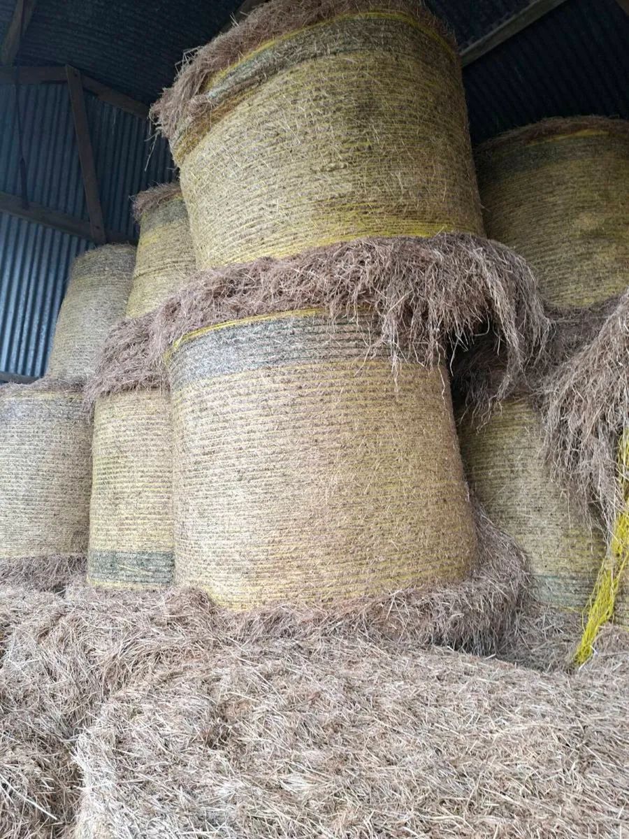 Hay