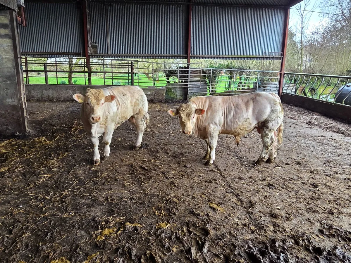 2 Charolais bulls - Image 1