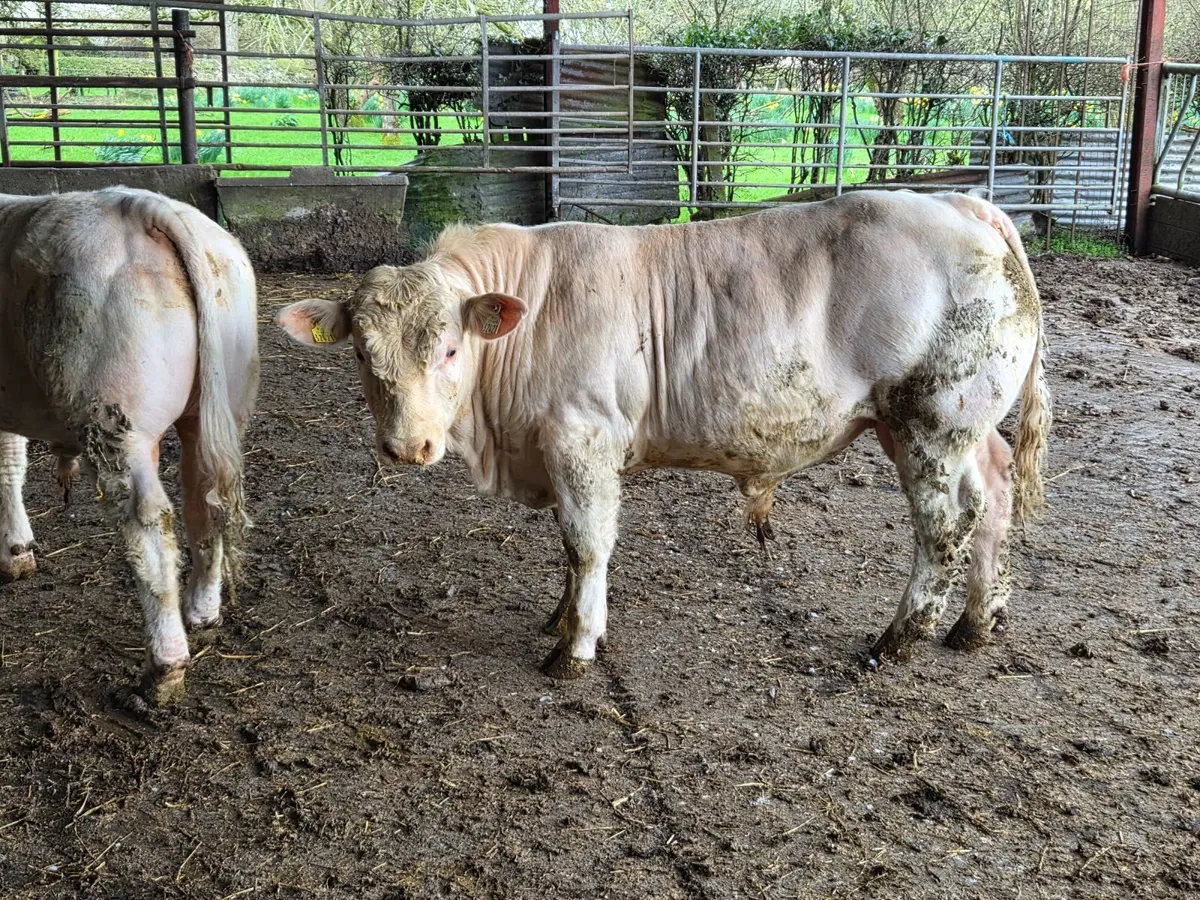 2 Charolais bulls - Image 2
