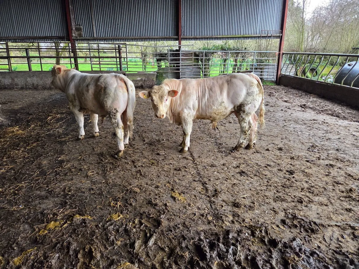 2 Charolais bulls - Image 3