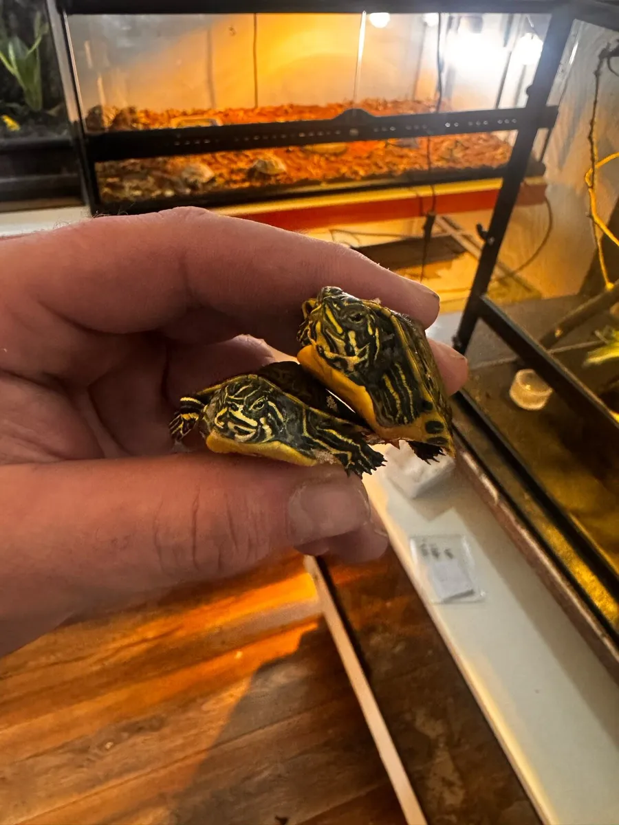 Florida red-bellied turtle - Image 1