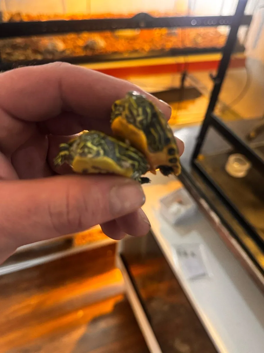 Florida red-bellied turtle - Image 2