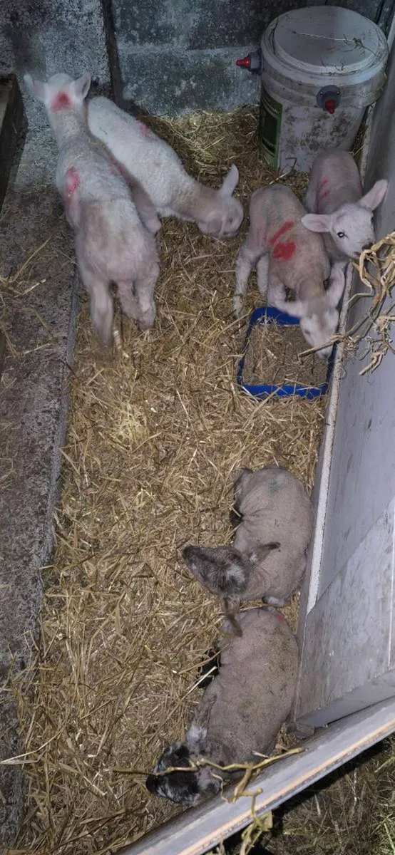 Pet lambs - Image 2