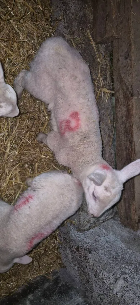 Pet lambs - Image 4