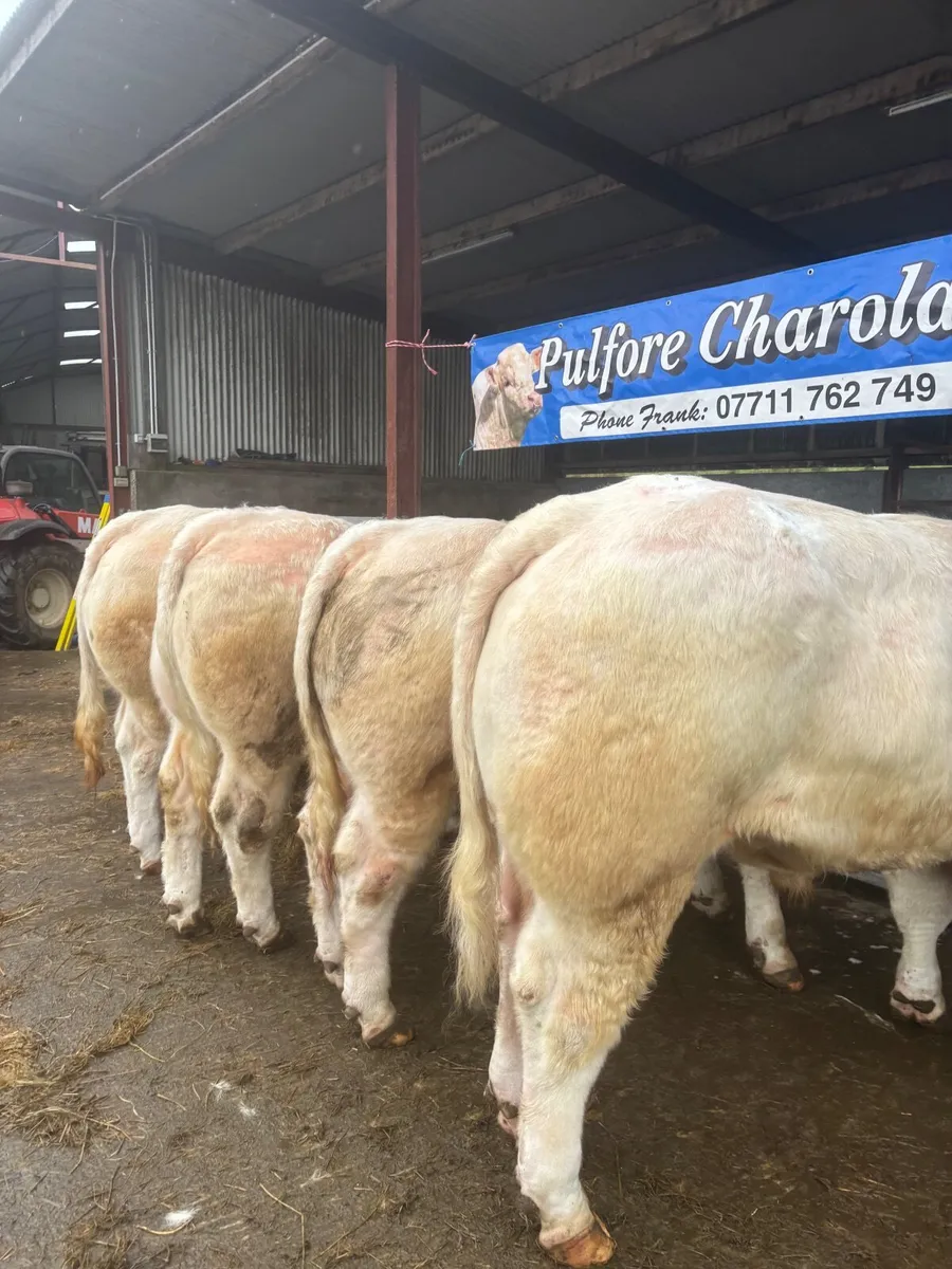 Charolais bulls for sale - Image 1