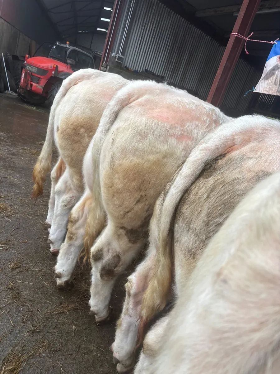 Charolais bulls for sale - Image 2
