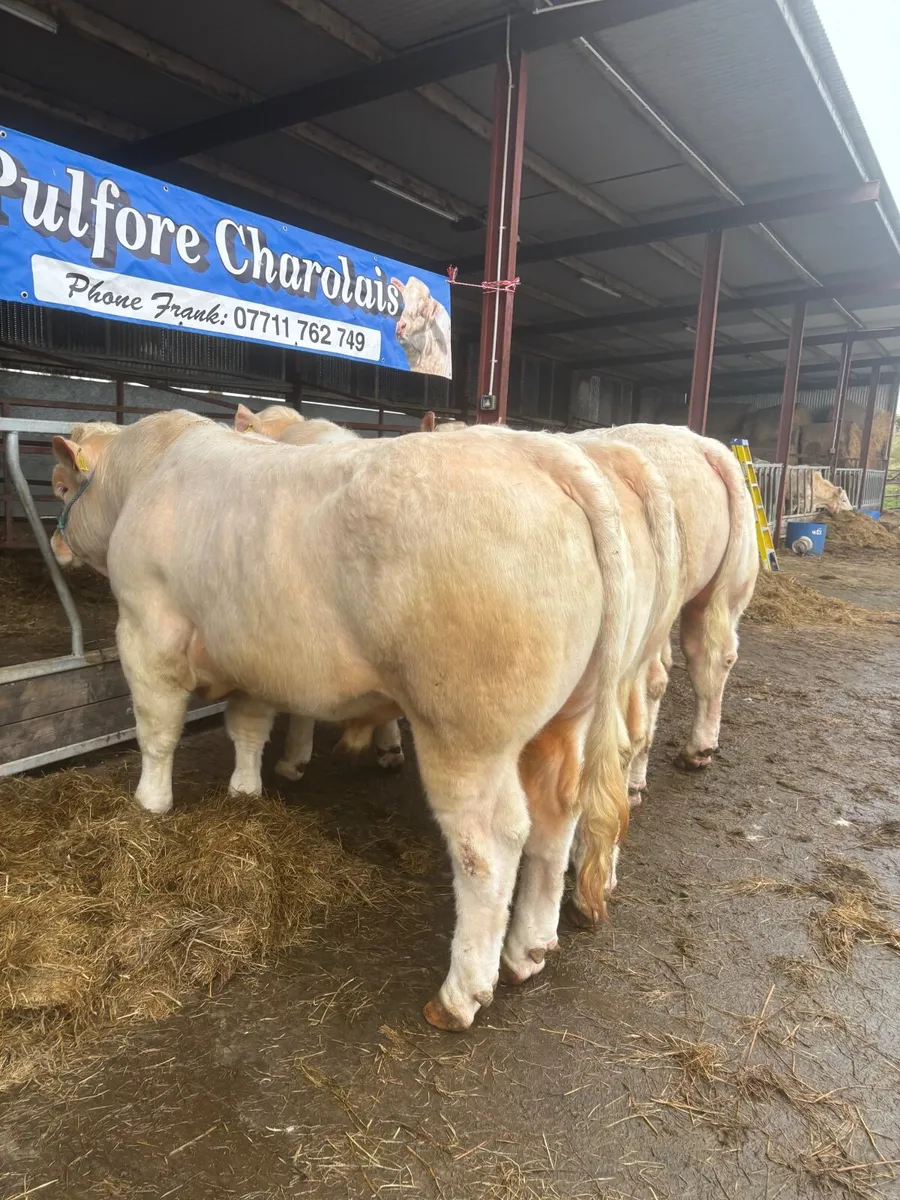 Charolais bulls for sale - Image 3