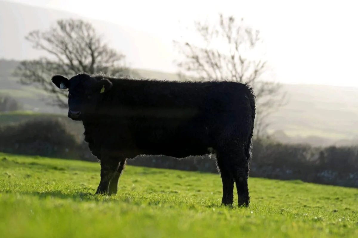 Sale on Mart Eye April 3rd to 6th - Image 1