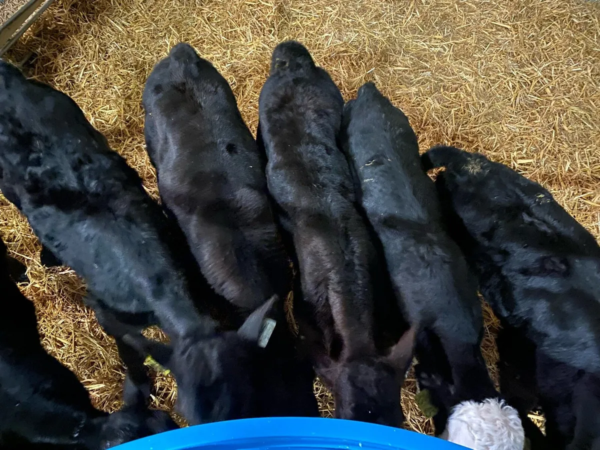 Calves For Sale - Image 1