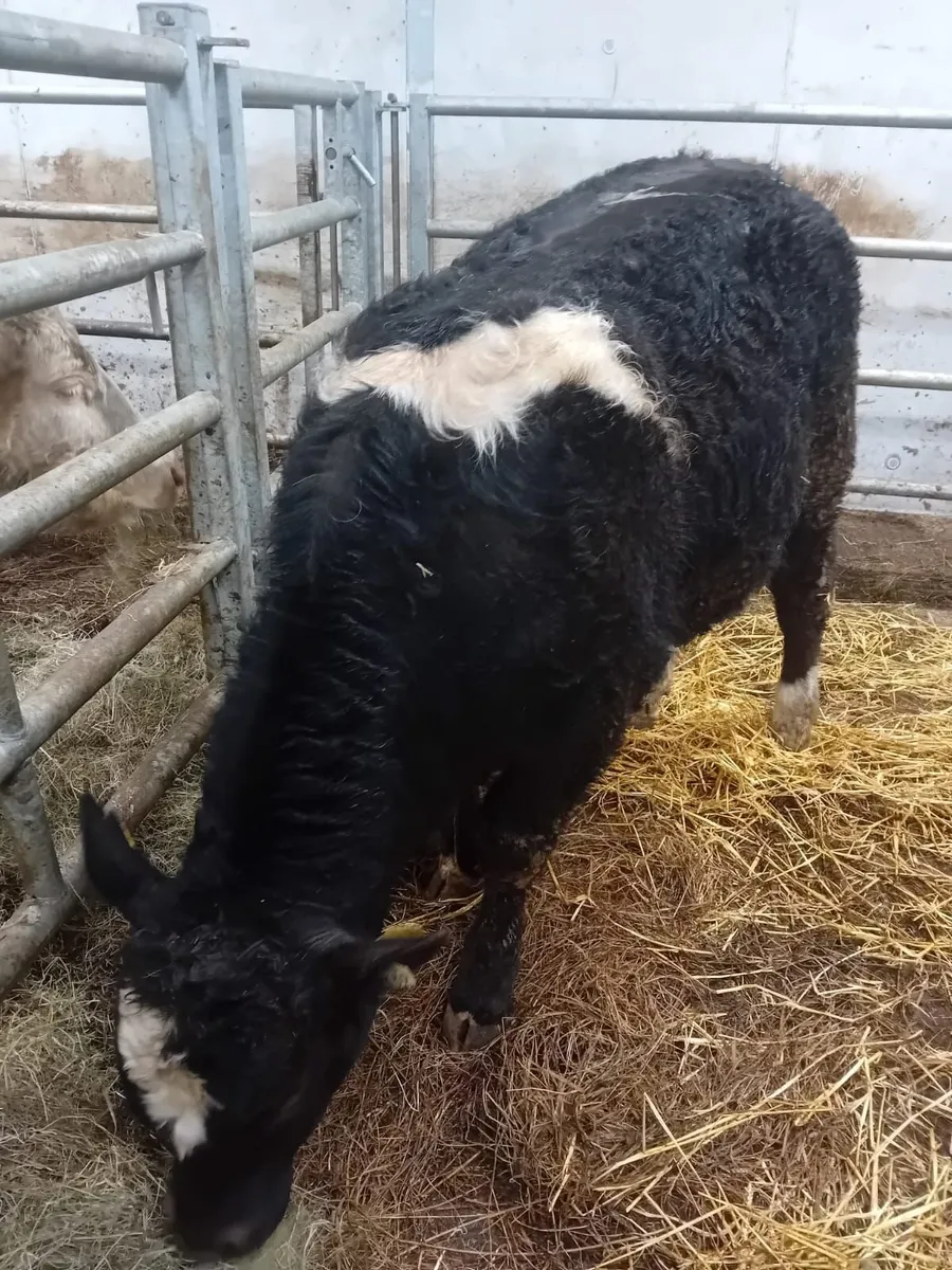 Bull calf - Image 3