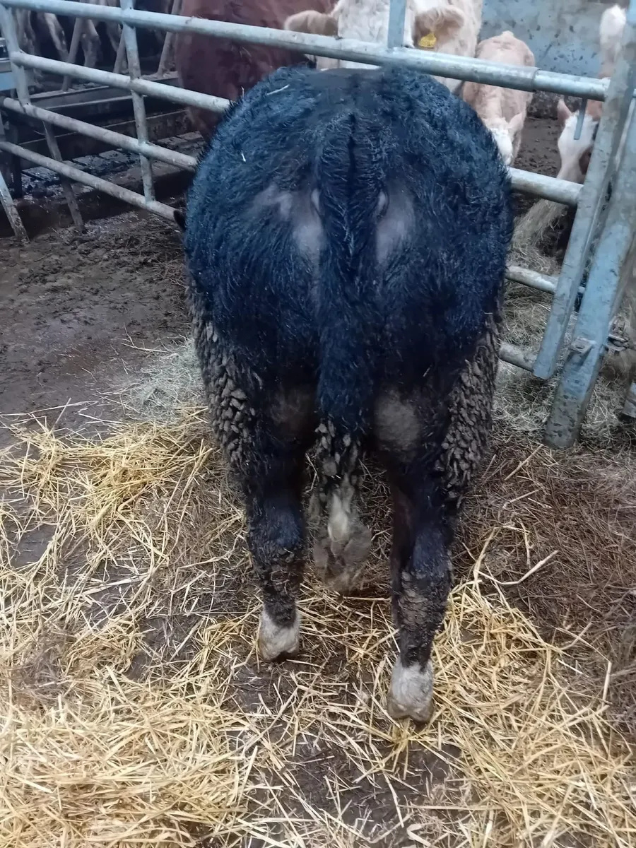 Bull calf - Image 4