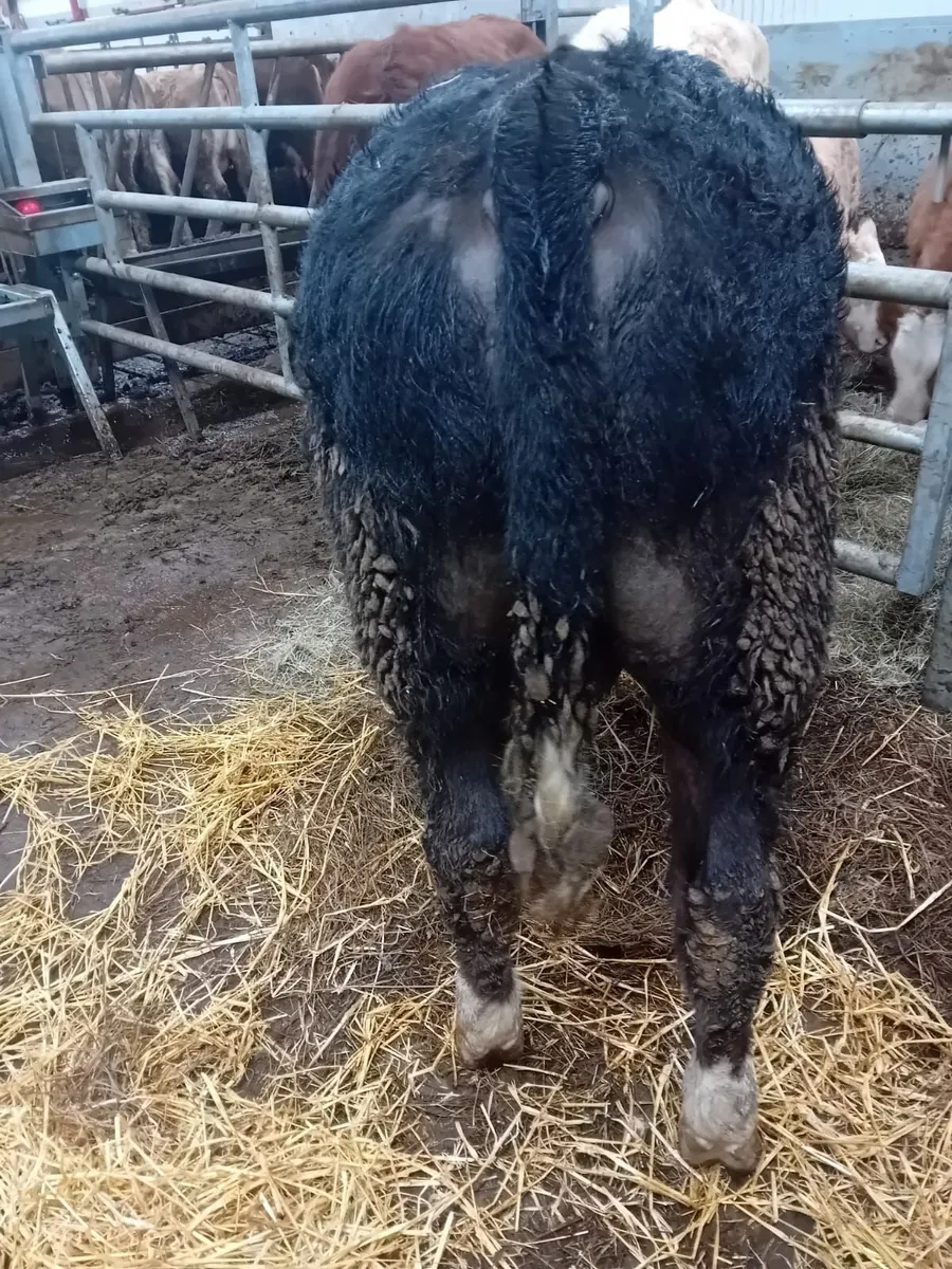 Bull calf - Image 2