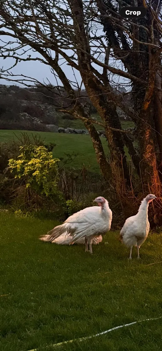 Turkeys - Image 1