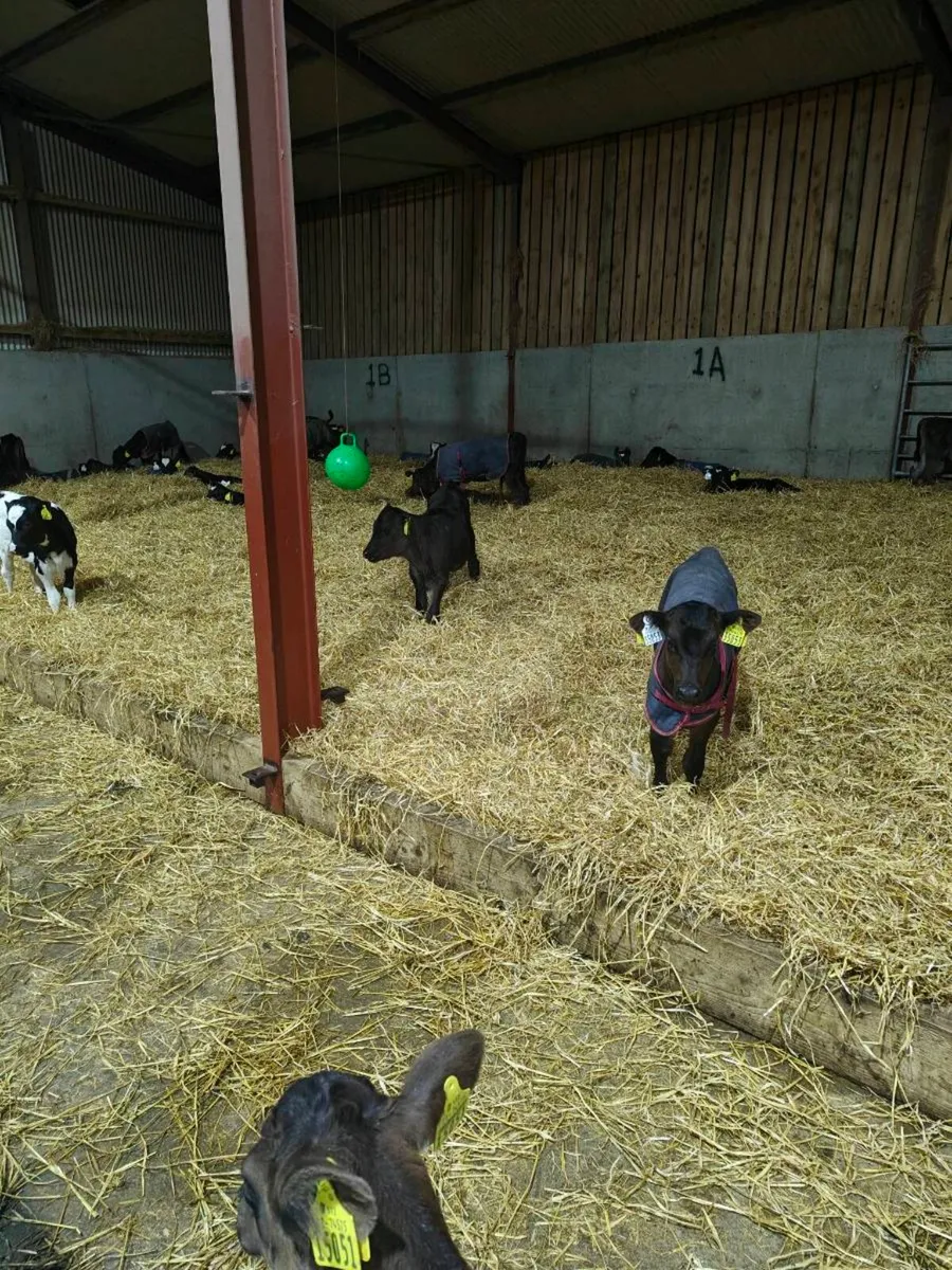 15 xbred dairy heifer calves - Image 1