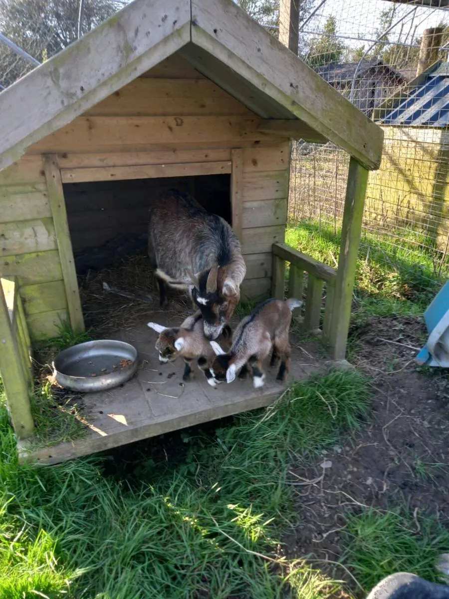 Goats - Image 1