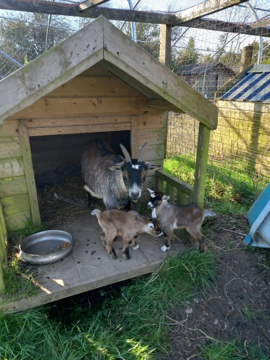 Goats - Image 4