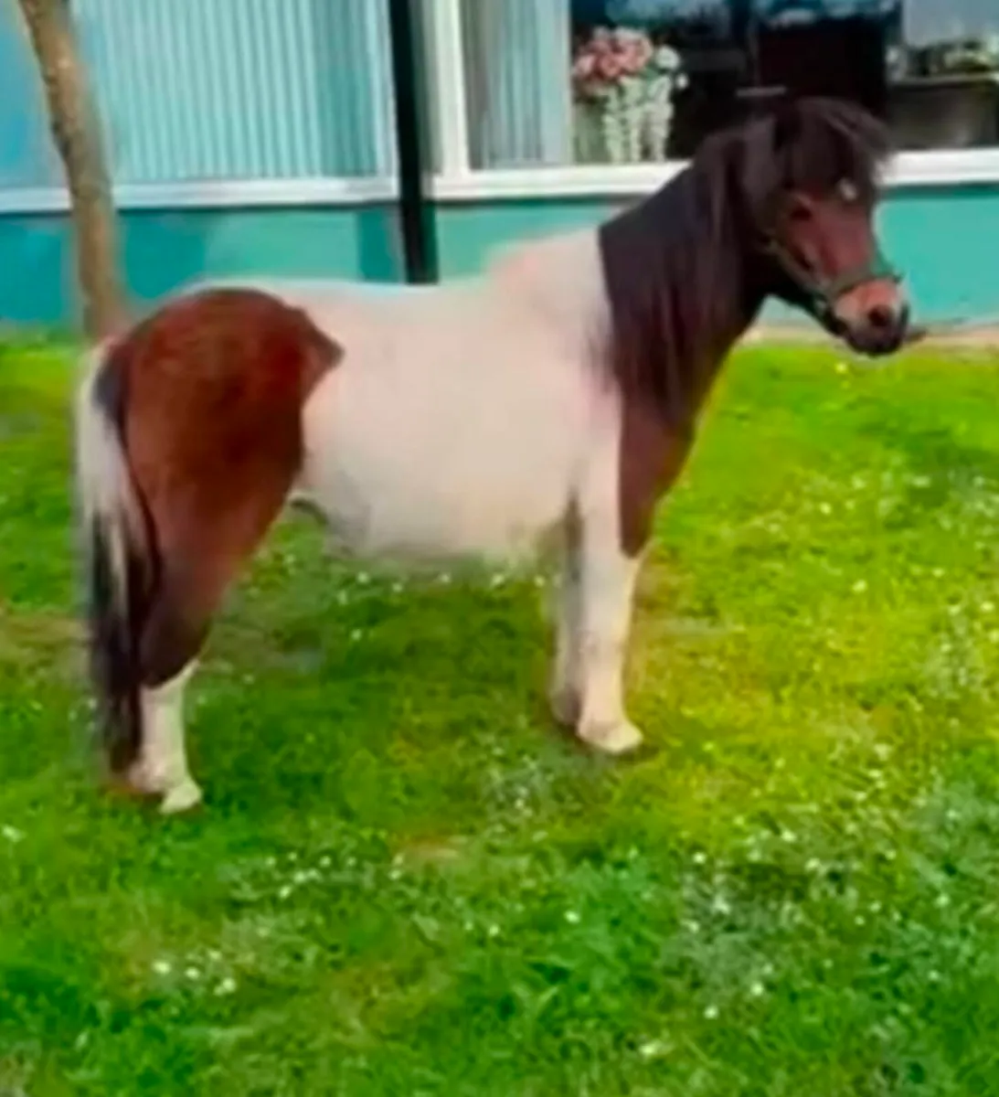 Miniature Shetland pony Galway - Image 1