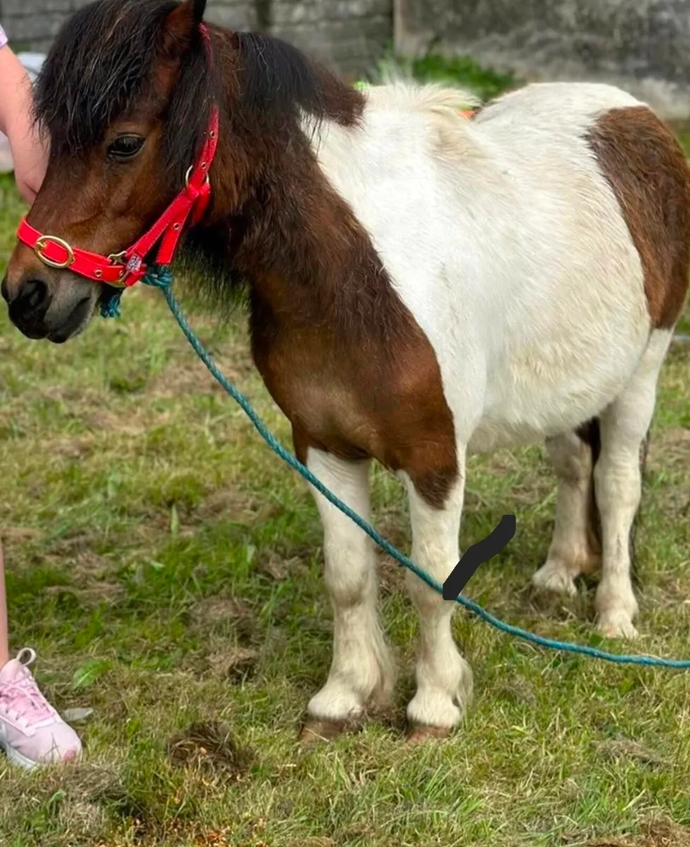 Miniature Shetland pony Galway - Image 2