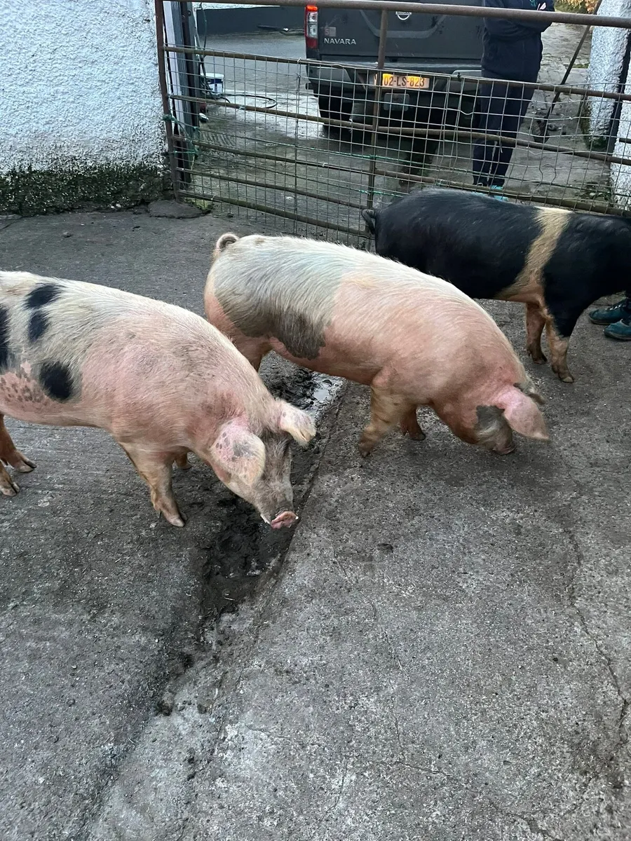 Pigs - Image 1
